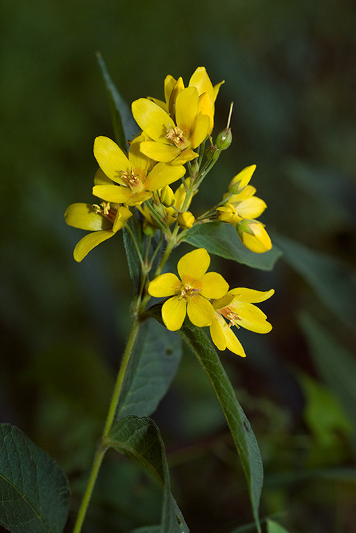 Lysimachia_vulgaris_LP0071_16_Hedgecourt