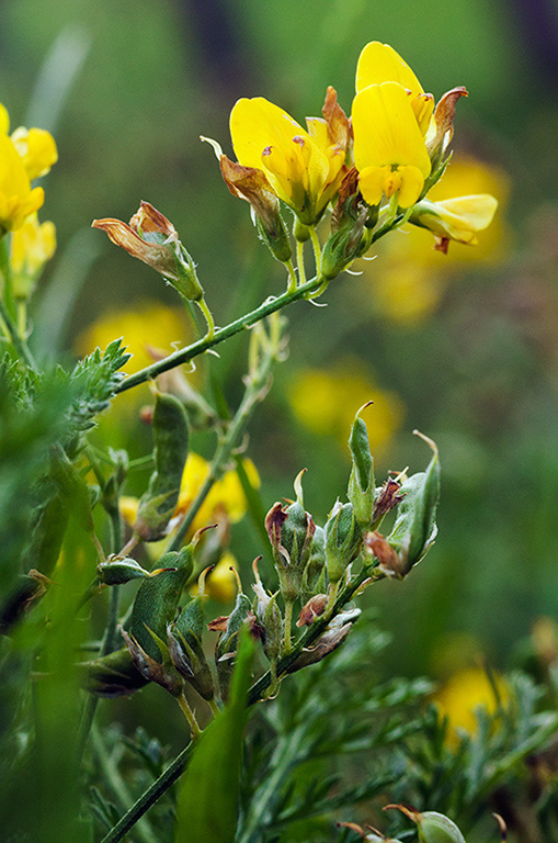 Medicago_s_falcata_LP0477_51_Epsom_Downs