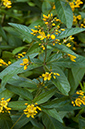 Lysimachia_vulgaris_LP0322_31_Hampton_Court