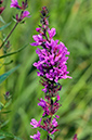 Lythrum_salicaria_LP0387_45_Guildford