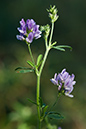 Medicago_s_sativa_LP0165_30_Riddlesdown