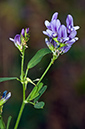 Medicago_s_sativa_LP0549_03_Langley_Vale