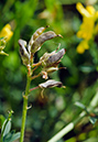 Medicago_s_falcata_LP0477_04_Epsom_Downs