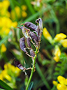 Medicago_s_falcata_LP0477_14_Epsom_Downs