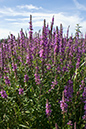 Lythrum_salicaria_LP0016_05_Shalford