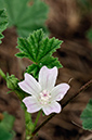 Malva_neglecta_LP0476_45_Langley_Vale