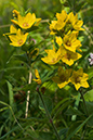 Lysimachia_punctata_LP0017_08_Box_Hill