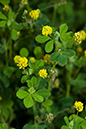 Medicago_lupulina_LP0061_12_Mount_Batten