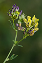 Medicago_s_varia_LP0166_29_Ham