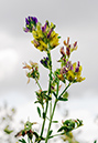 Medicago_s_varia_LP0477_13_Epsom_Downs