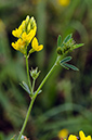 Medicago_s_falcata_LP0477_36_Epsom_Downs