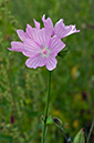 Malva_moschata_LP0543_13_Langley_Vale