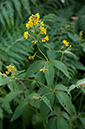 Lysimachia_vulgaris_LP0469_08_Ash_Ranges