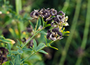 Medicago_s_varia_LP0477_39_Epsom_Downs