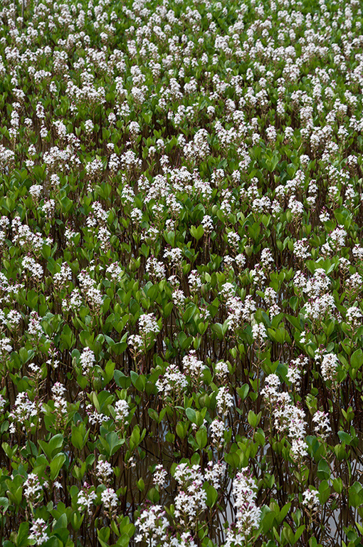 Menyanthes_trifoliata_LP0520_05_Burgh_Heath