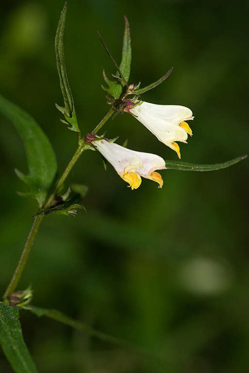 Melampyrum_pratense_LP0130_01_Peaslake