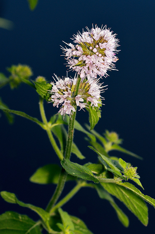 Mentha_aquatica_LP0327_01_Desborough_Island