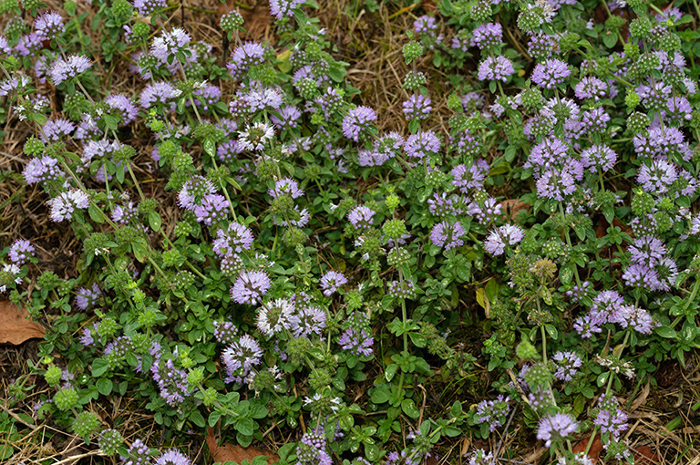 Mentha_pulegium_LP0684_28_Buckland