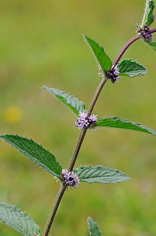 Mentha_x_gracilis_LP0379_61_Brookwood_Cemetery