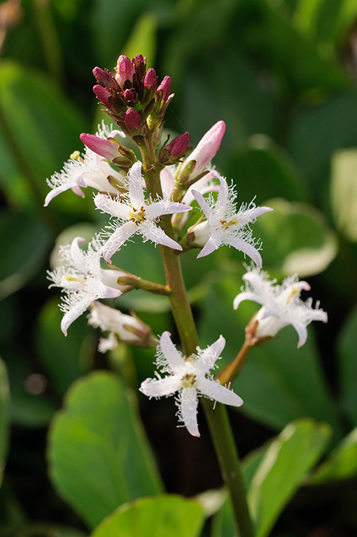 Menyanthes_trifoliata_LP0424_22_Mitcham_Common