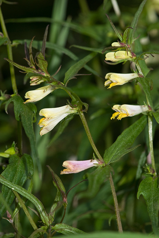 Melampyrum_pratense_LP0130_04_Peaslake