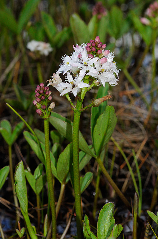 Menyanthes_trifoliata_LP0358_25_Henley_Park