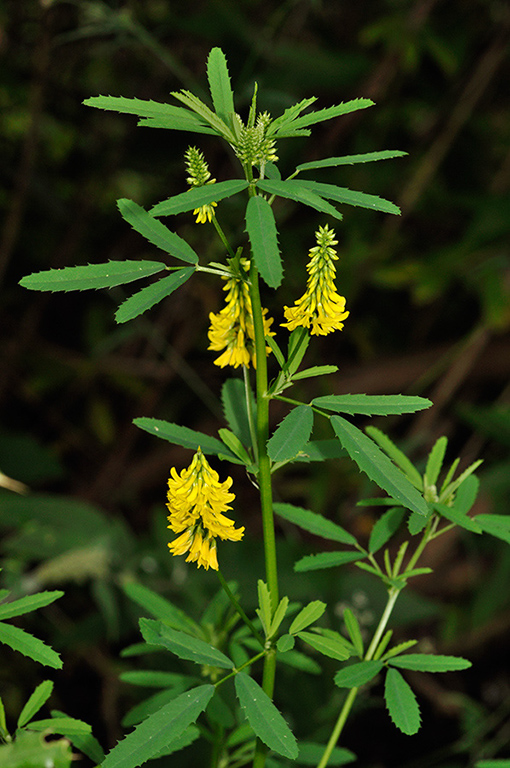 Melilotus_altissimus_LP0235_09_Betchworth_Quarry