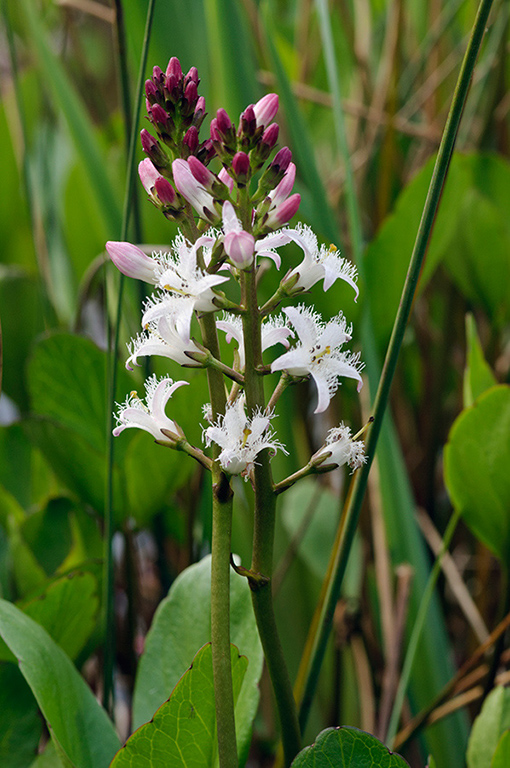 Menyanthes_trifoliata_LP0520_02_Burgh_Heath