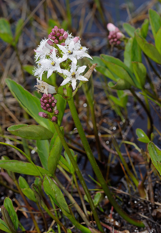 Menyanthes_trifoliata_LP0358_09_Henley_Park