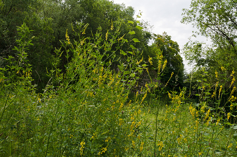 Melilotus_officinalis_LP0681_31_Riddlesdown