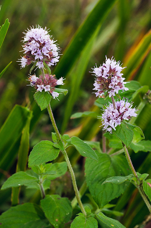 Mentha_aquatica_LP0418_11_Hampton_Court