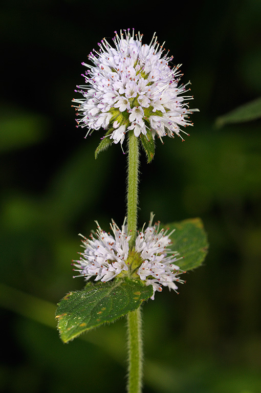 Mentha_aquatica_LP0326_42_Hampton_Court