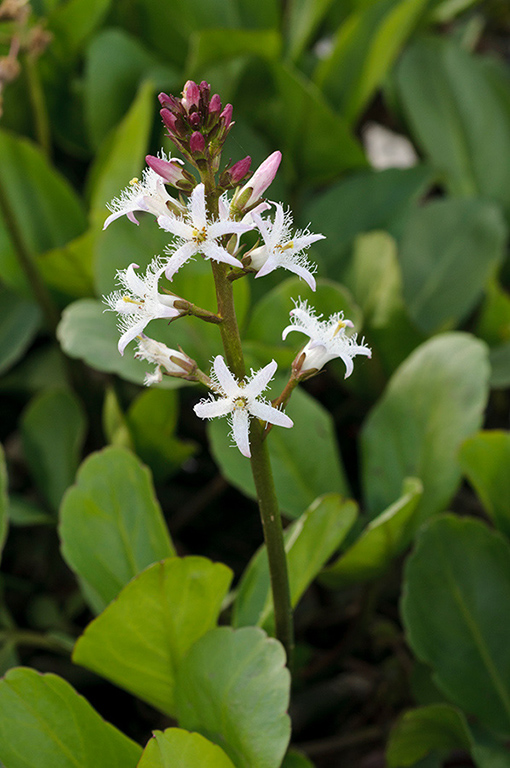 Menyanthes_trifoliata_LP0424_21_Mitcham_Common