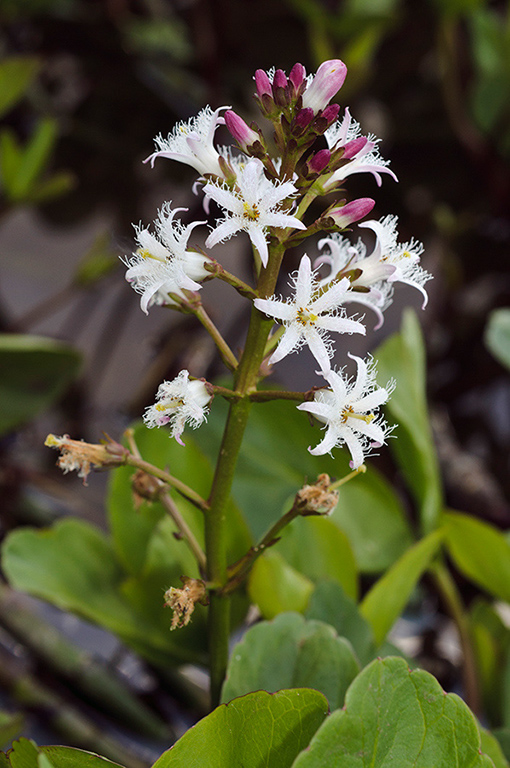 Menyanthes_trifoliata_LP0424_26_Mitcham_Common