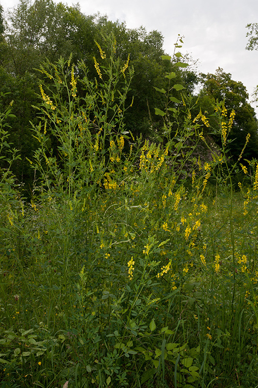 Melilotus_officinalis_LP0681_35_Riddlesdown