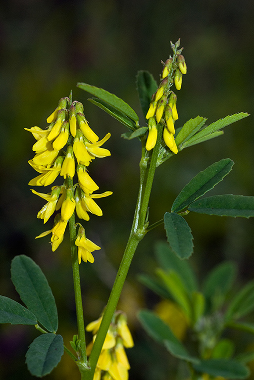 Melilotus_officinalis_LP0060_12_Penlee