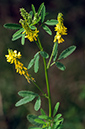 Melilotus_altissimus_LP0429_15_Riddlesdown