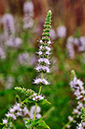 Mentha_spicata_LP0254_25_Byfleet