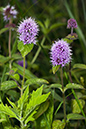 Mentha_aquatica_LP0073_15_Wicken_Fen