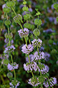 Mentha_pulegium_LP0684_49_Buckland