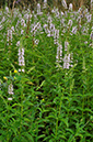 Mentha_spicata_LP0254_32_Byfleet