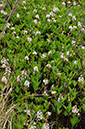 Menyanthes_trifoliata_LP0358_10_Henley_Park