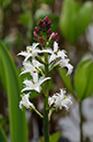 Menyanthes_trifoliata_LP0520_13_Burgh_Heath