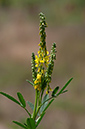 Melilotus_altissimus_LP0465_54_Horley