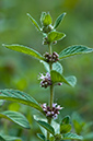 Mentha_arvensis_LP0217_13_Backside_Common