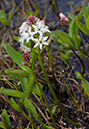 Menyanthes_trifoliata_LP0358_09_Henley_Park