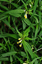 Melampyrum_pratense_LP0232_12_Horsell_Common