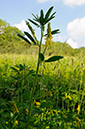 Melilotus_altissimus_LP0318_51_Albury_Downs