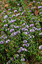 Mentha_pulegium_LP0684_32_Buckland