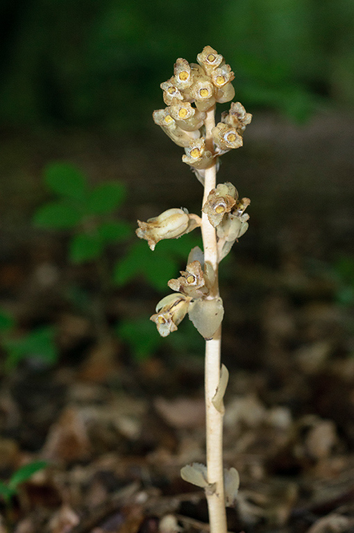 Monotropa_hypopitys_LP0586_06_Selsdon_Wood